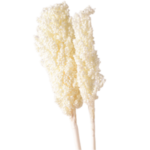 White Sorghum | 70 CM Preserved Flower